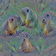 n02361337 marmot